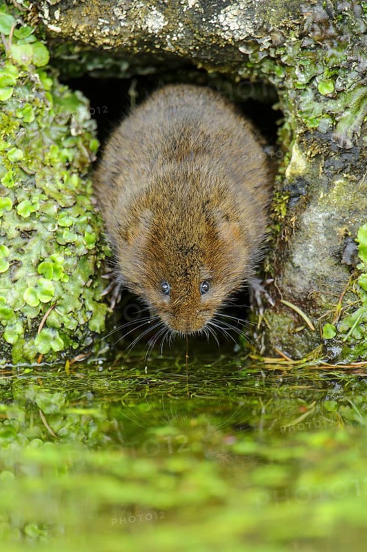 Eastern vole