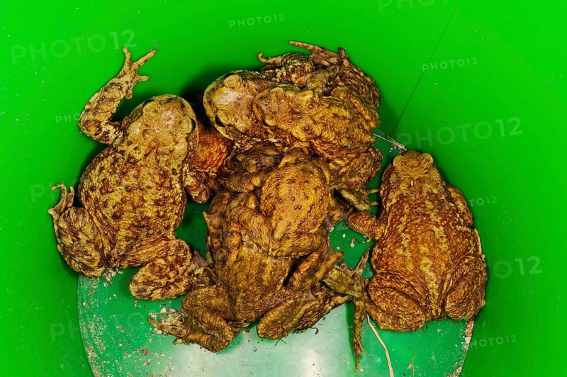 Common common toad