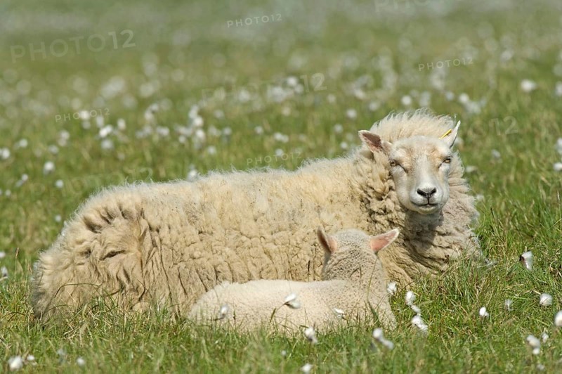 Domestic sheep