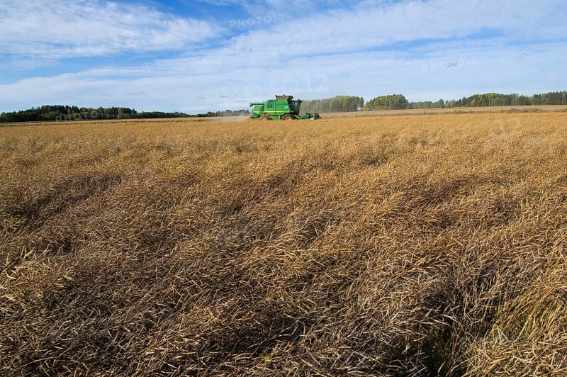 Oilseed rape