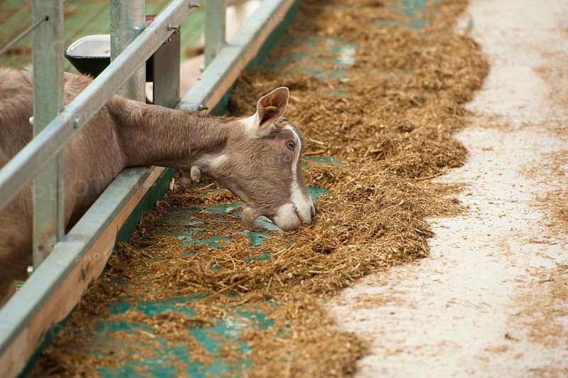 Domestic Goat