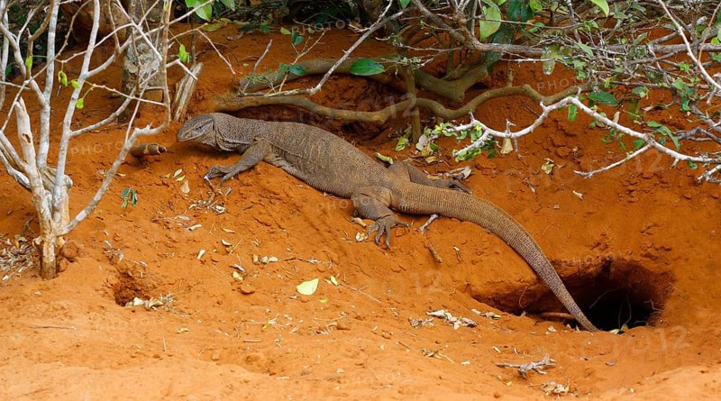 Bengal bengal monitor