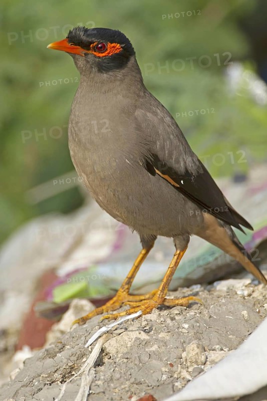 Bank bank myna