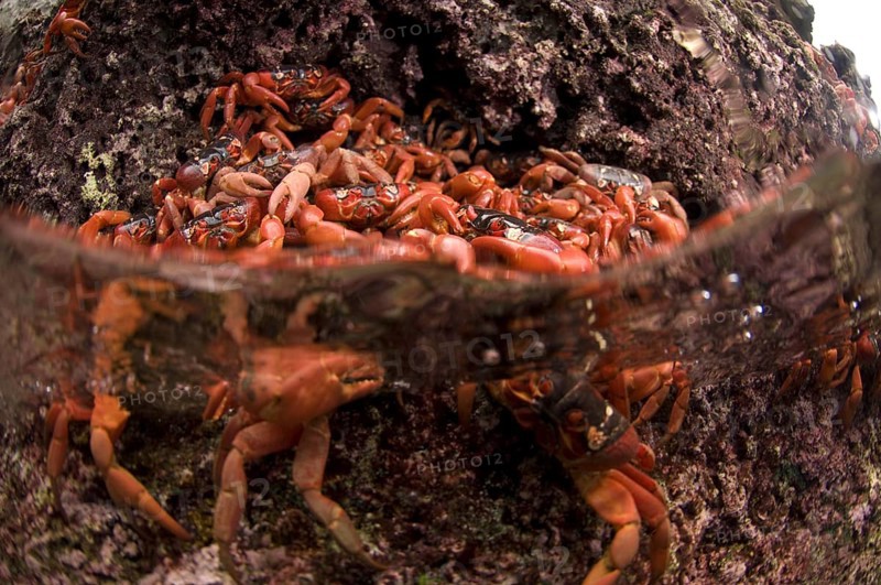 Christmas island red crab