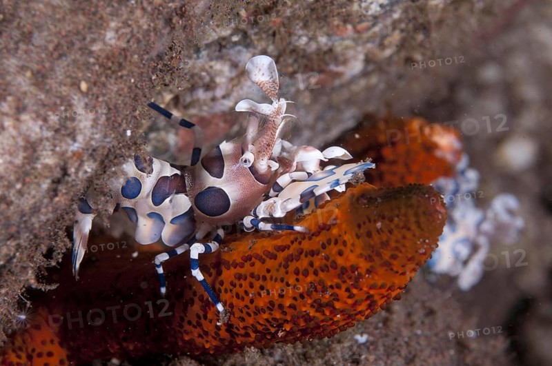 Western eastern harlequin shrimp