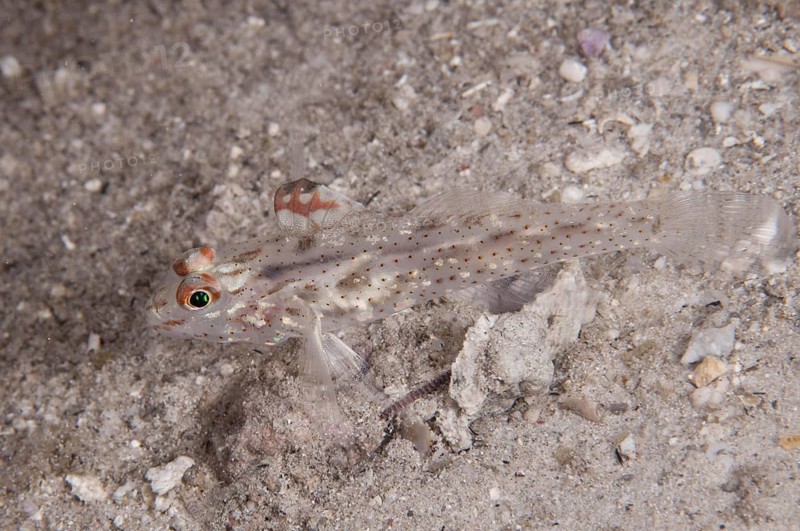Signal Goby