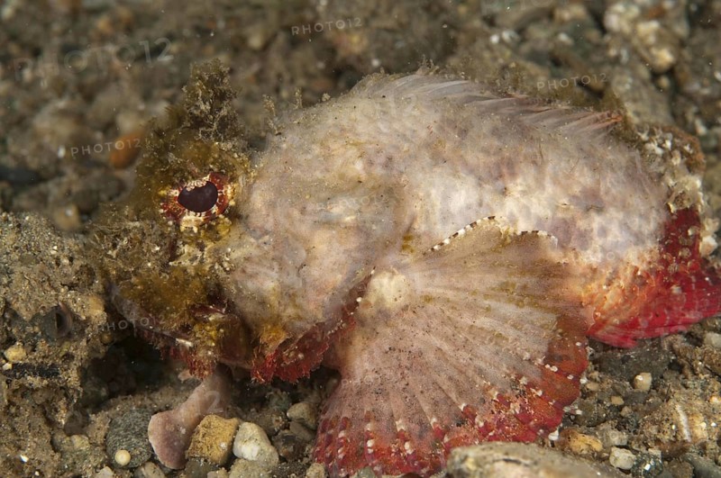 Glistening Eye Dragonfish
