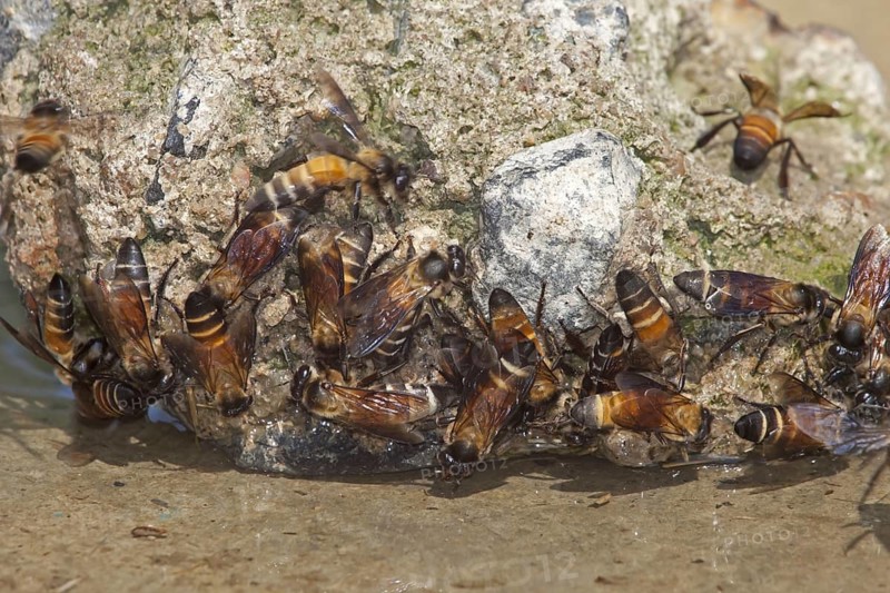 Eastern Honeybee