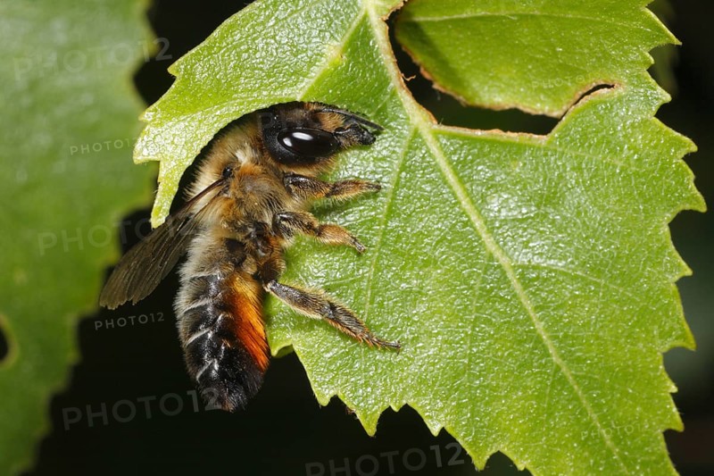 Willoughby's Leafcutter Bee