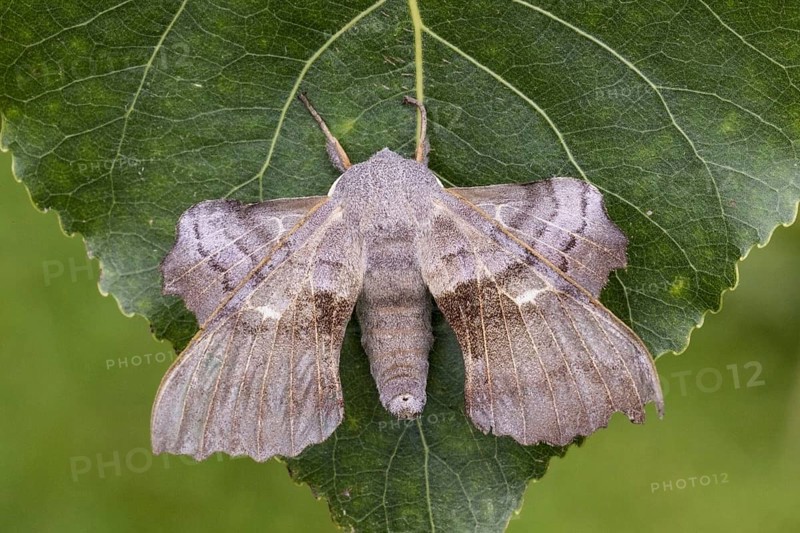 Poplar hawk-moth