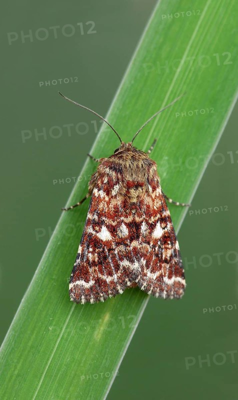 Heath variegated owl