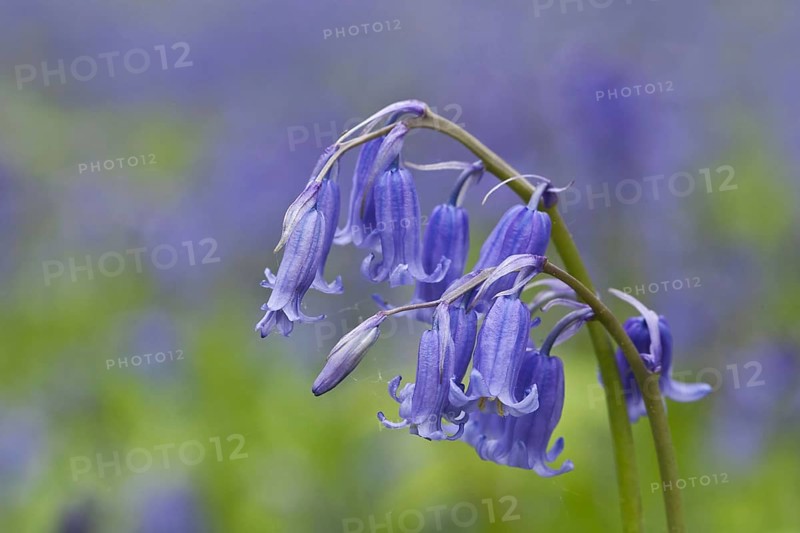 Endymion hyacinth