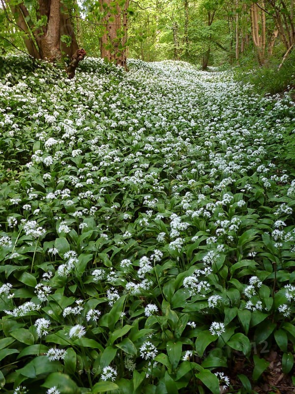 Ramsons