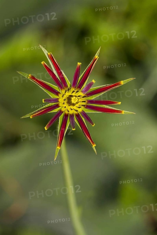 Purple salsify