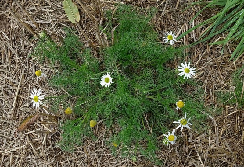 Stinking stinking chamomile