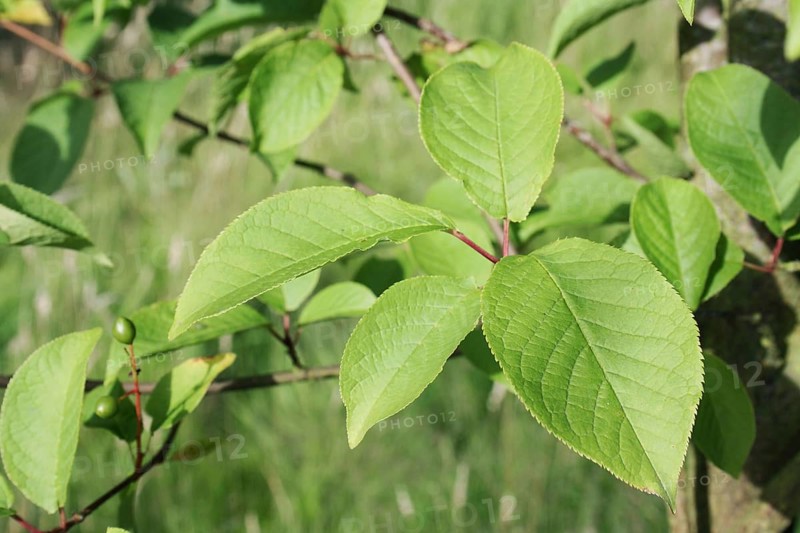 Bird Cherry close-up of leaves