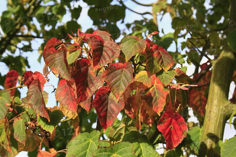 Pere David's pere david's maple