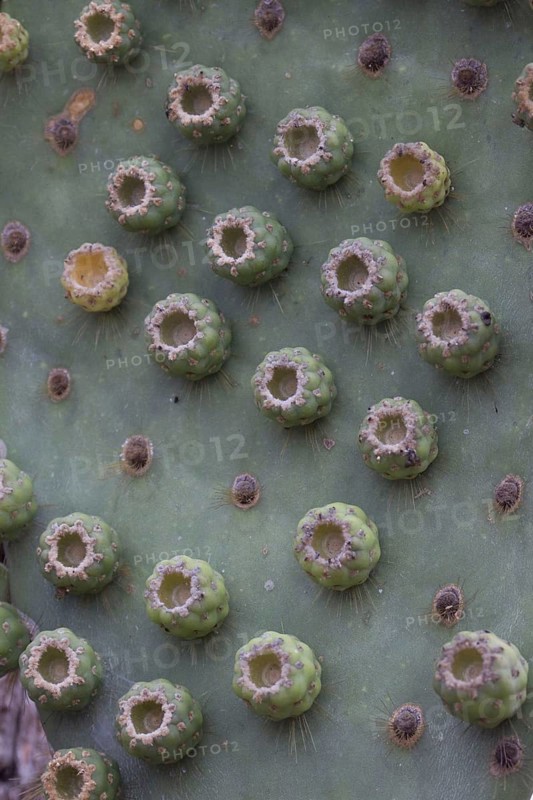 (Opuntia galapageia) var profusa, found on Rabida island, Galapagos