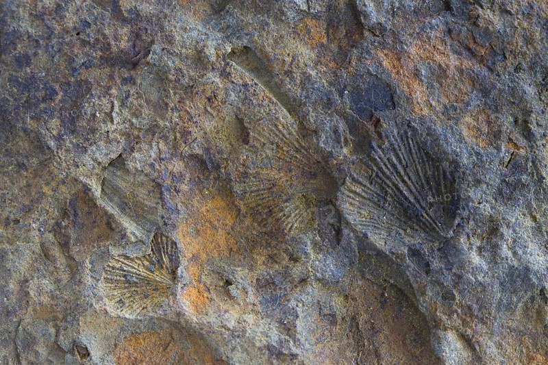 Fossils