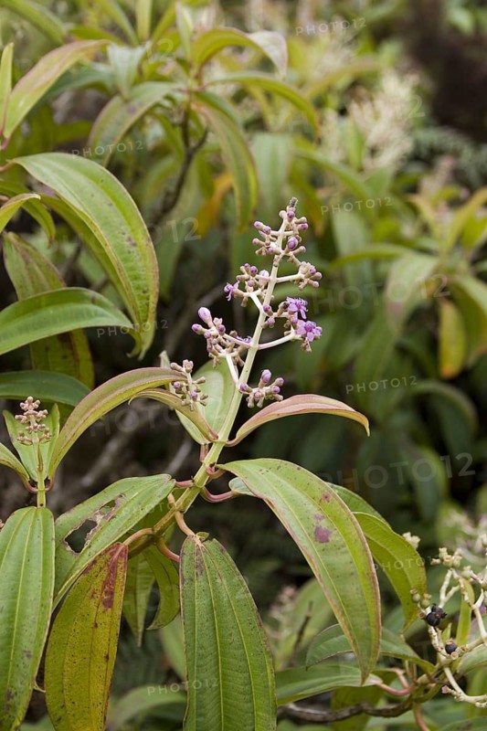 Miconia robinsoniana a shrub that grows over 500 m high on San Cristobal