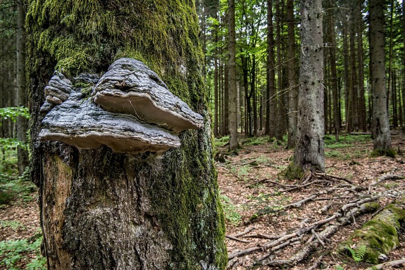 False tinder fungus