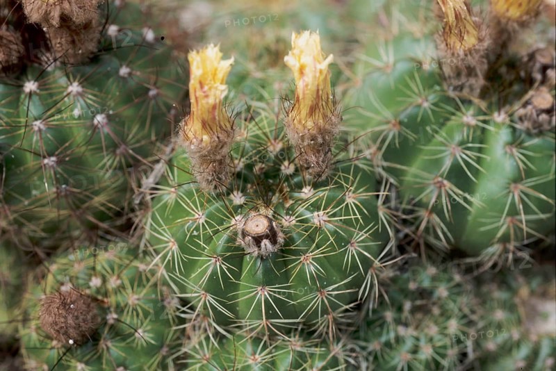 Indian parodia linkii