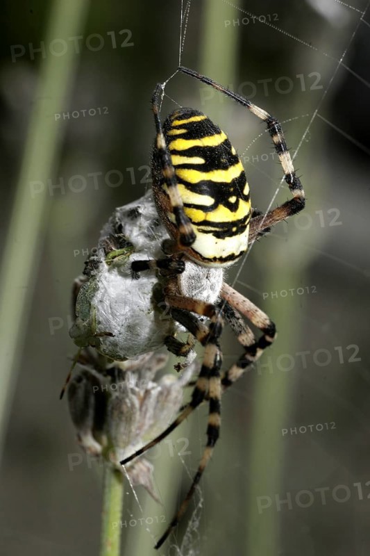 Wasp spider