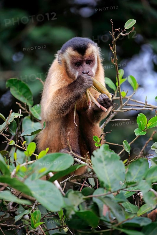 Tufted capuchin