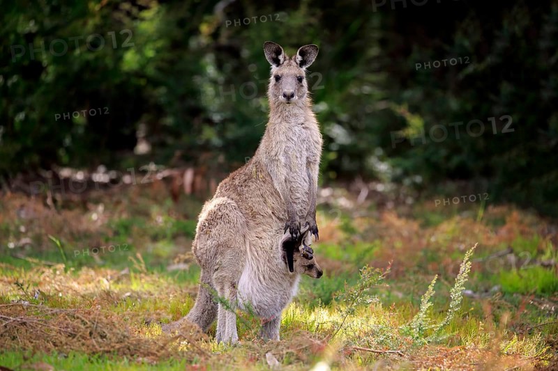 Eastern grey kangaroo