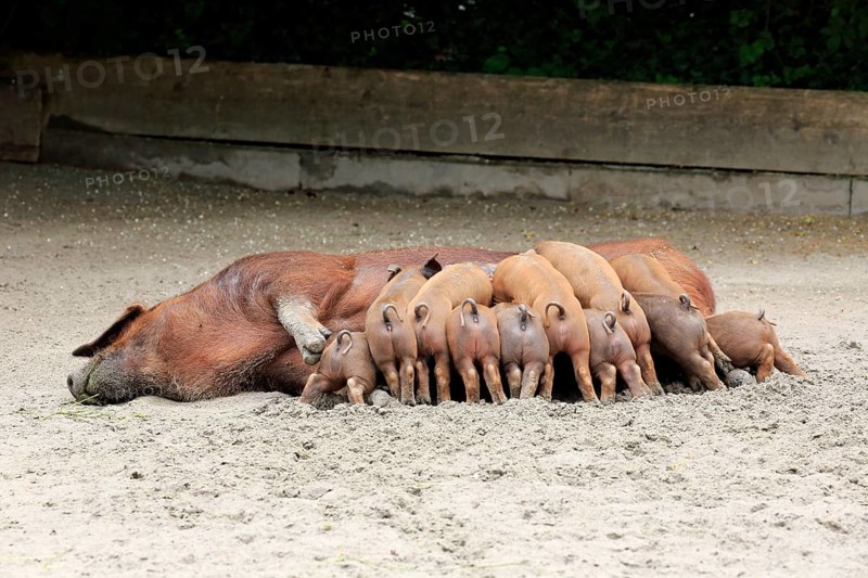 Domestic pig