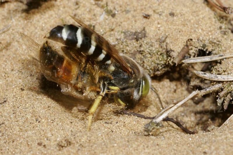 Beaked gyro wasp