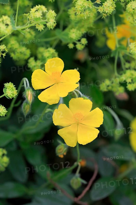 Rock rose