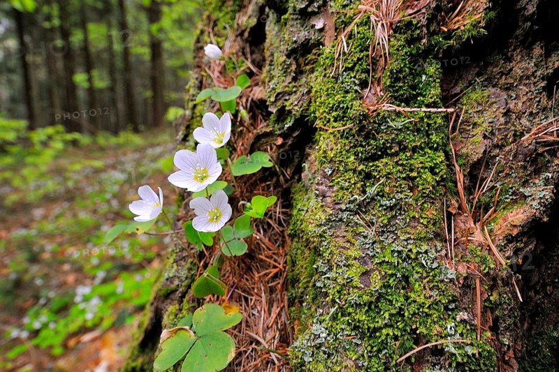 (Oxalis acetosella)