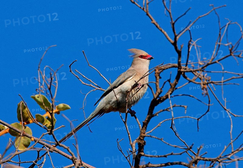 Blue-naped Mousebird
