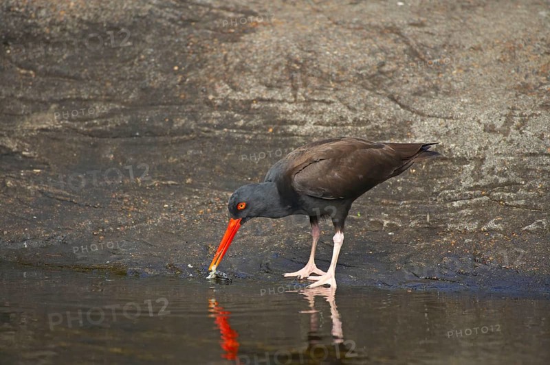 Black black oystercatcher