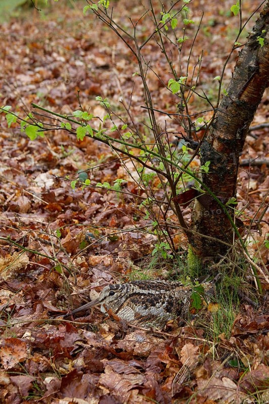 Eurasian woodcock