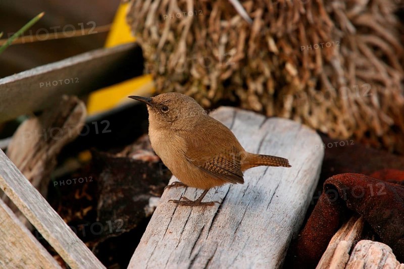 Cobb's wren