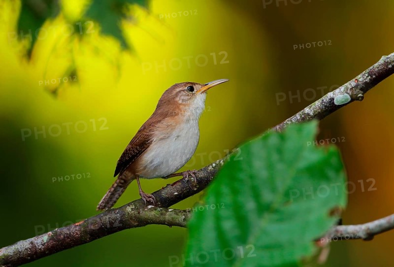 Southern House Wren