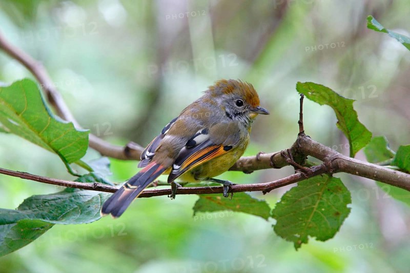 Chestnut-tailed Minla