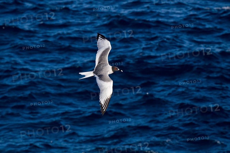 Fork-tailed Gull