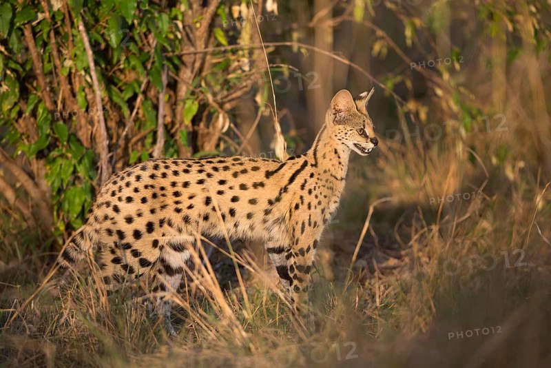 Serval