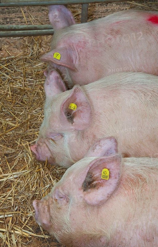 Domestic Pig