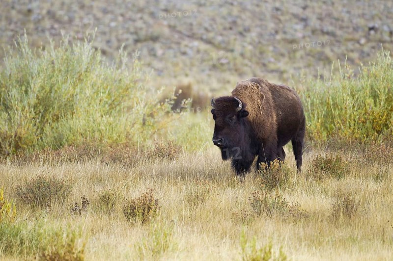 North American Bison