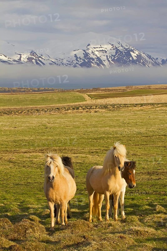 Icelandic horse