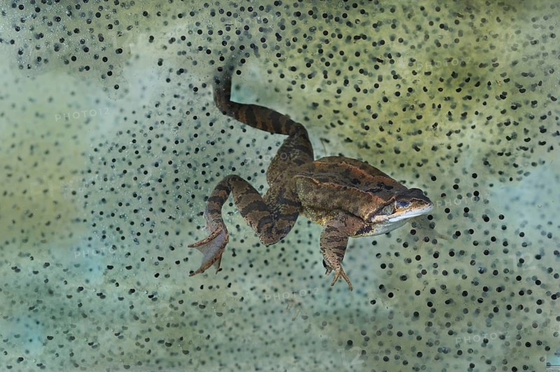 Common common frog