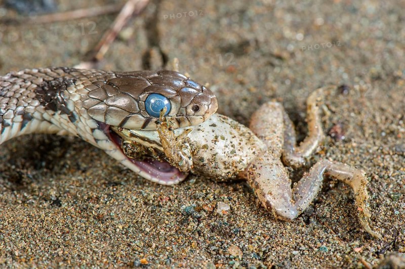 Grass Snake