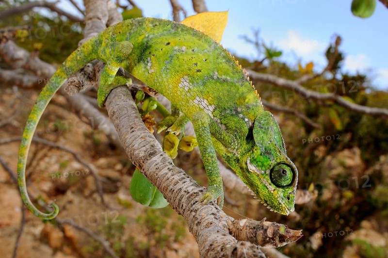 Socotra Chameleon