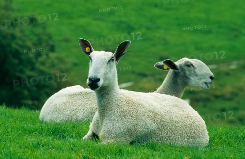 Domestic Sheep