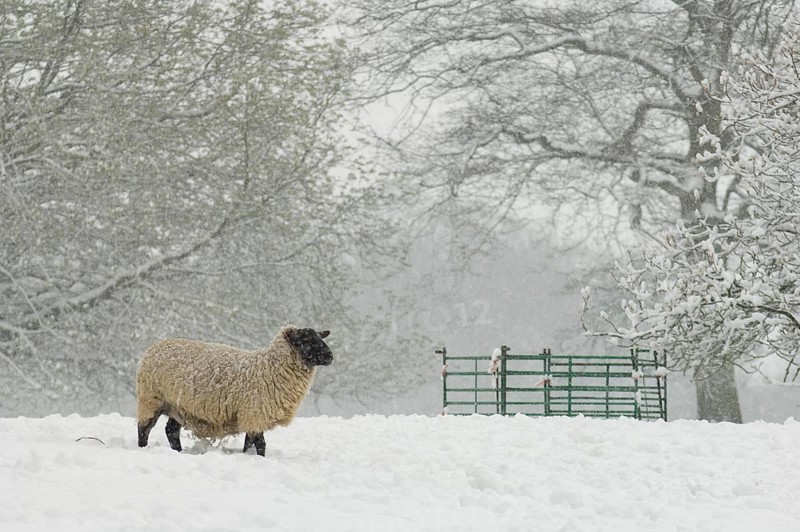 Domestic sheep