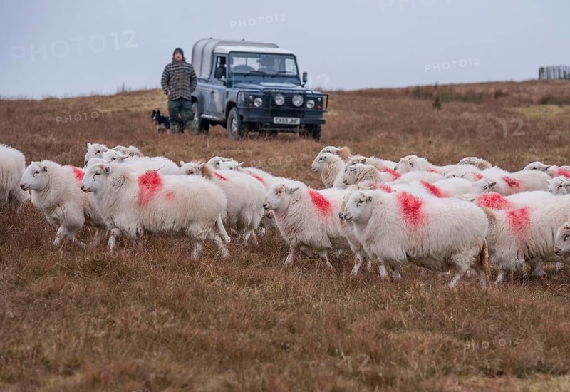 Domestic Sheep